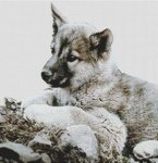 (image for) Malamute Puppy